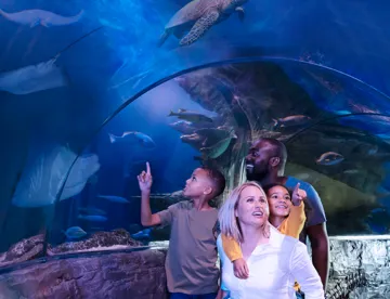 Plan Your Visit | LEGOLAND Discovery Center Phoenix Arizona