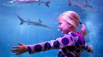 Sharks - SEA LIFE Michigan - Southeast Michigan Aquarium